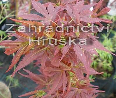 javor - Acer palmatum 'Shaina'