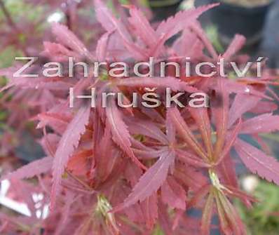 javor - Acer palmatum 'Shaina'