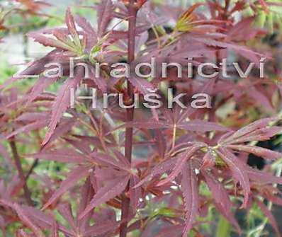 javor - Acer palmatum 'Shaina'