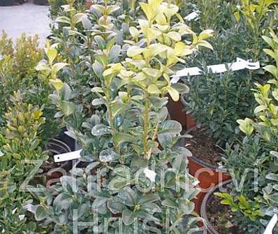zimostráz - Buxus sempervirens.