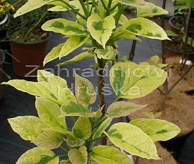 katalpa - Catalpa bignonioides 'Variegata'