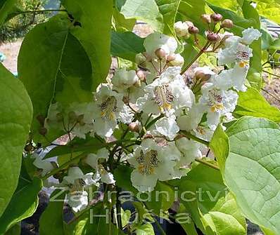 katalpa - Catalpa bignonioides 'Variegata'