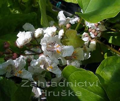 katalpa - Catalpa bignonioides 'Variegata'