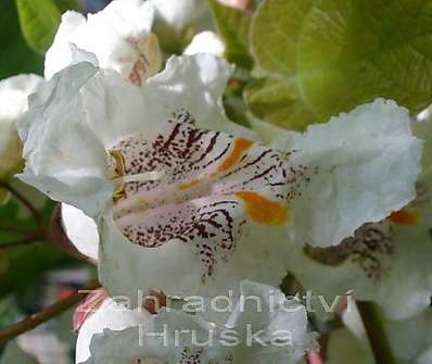 katalpa - Catalpa bignonioides 'Variegata'