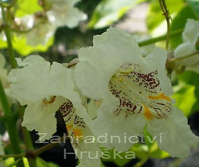 katalpa - Catalpa bignonioides 'Variegata'