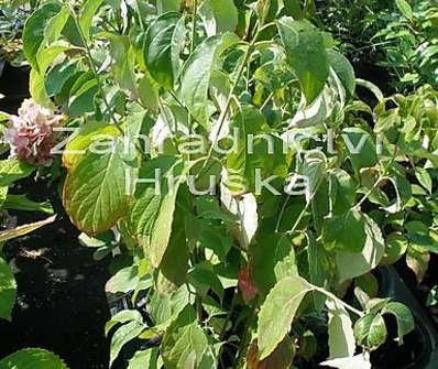 svída - Cornus florida
