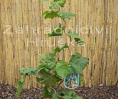 líska - Corylus avellana 'Contorta'.