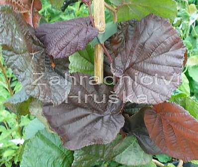 líska - Corylus avellana 'Red Majestic'...