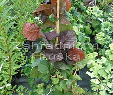 líska - Corylus avellana 'Red Majestic'...