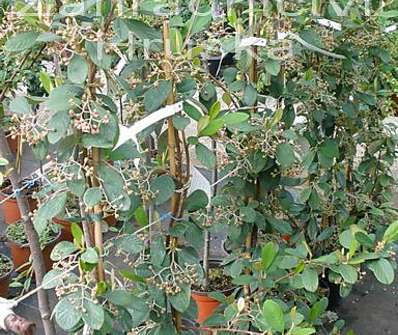 skalník - Cotoneaster lacteus