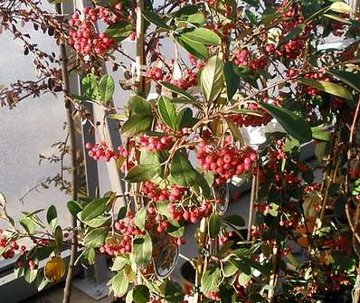 skalník - Cotoneaster lacteus