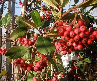 skalník - Cotoneaster lacteus