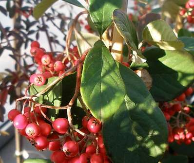 skalník - Cotoneaster lacteus