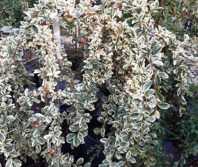 skalník - Cotoneaster suesicus 'Juliette'