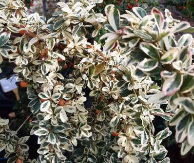 skalník - Cotoneaster suesicus 'Juliette'