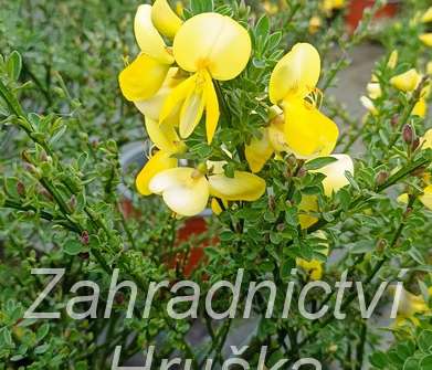 čilimník - Cytisus 'Luna'
