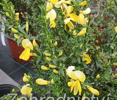 čilimník - Cytisus 'Luna'