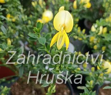 čilimník - Cytisus 'Luna'