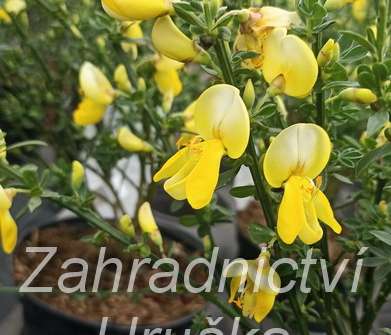 čilimník - Cytisus 'Luna'