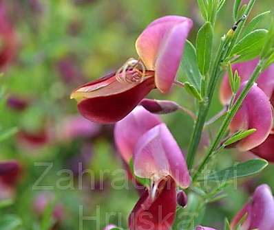 čilimník - Cytisus 'Windlesham Ruby'