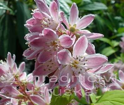 trojpuk - Deutzia hybrida 'Strawberry Field'