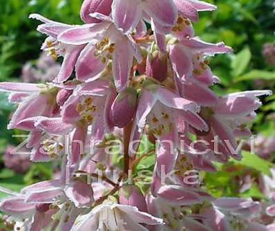 trojpuk - Deutzia hybrida 'Strawberry Field'