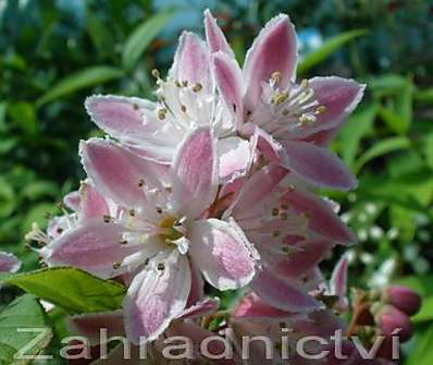 trojpuk - Deutzia hybrida 'Strawberry Field'