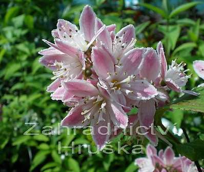 trojpuk - Deutzia hybrida 'Strawberry Field'