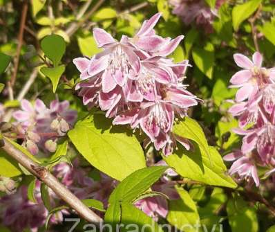 trojpuk - Deutzia hybrida 'Strawberry Field'