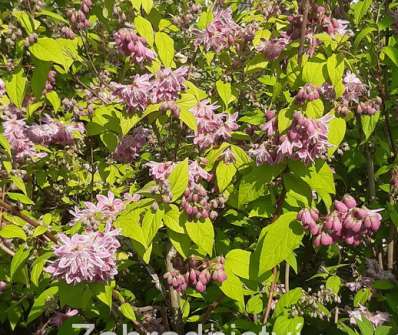 trojpuk - Deutzia hybrida 'Strawberry Field'