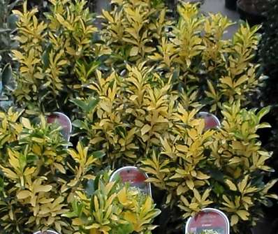 brslen - Euonymus japonica 'Luna'