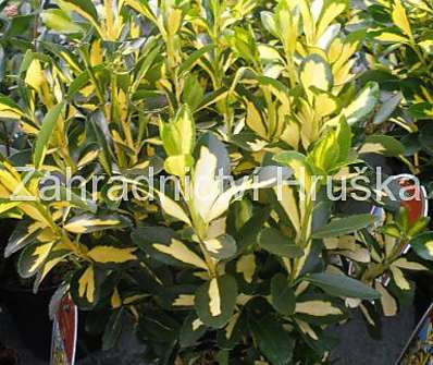 brslen - Euonymus japonica 'Luna'