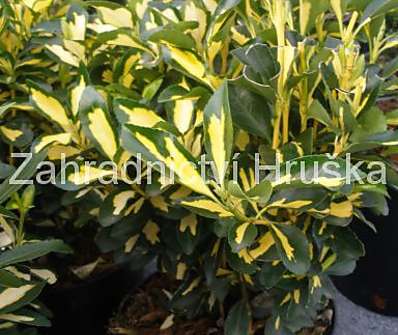 brslen - Euonymus japonica 'Luna'