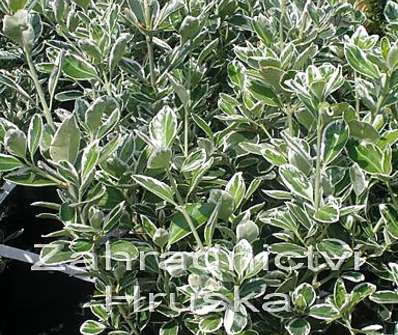 brslen - Euonymus japonica 'Kathy'