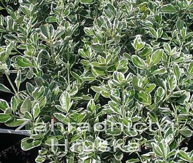 brslen - Euonymus japonica 'Kathy'