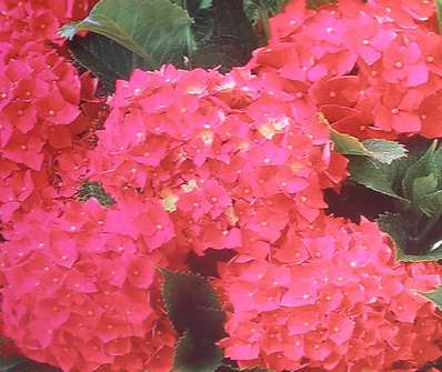 hortenzie - Hydrangea macrophylla 'Alpengluhen'