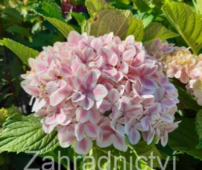 hortenzie - Hydrangea macrophylla 'Bicolor'