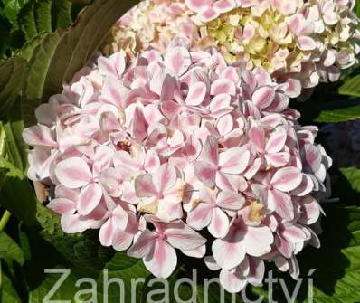 hortenzie - Hydrangea macrophylla 'Bicolor'