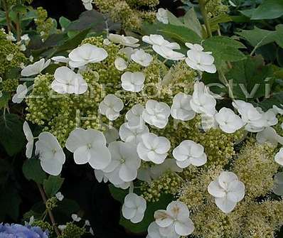 hortenzie - Hydrangea quercifolia 'Sikes Dwarf'