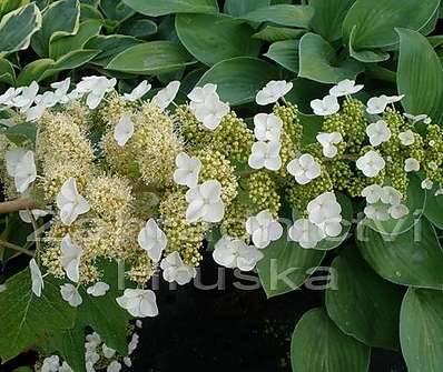 hortenzie - Hydrangea quercifolia 'Sikes Dwarf'