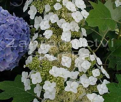 hortenzie - Hydrangea quercifolia 'Sikes Dwarf'