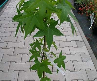 ambroň - Liquidambar styraciflua 'Slender Silhouette'