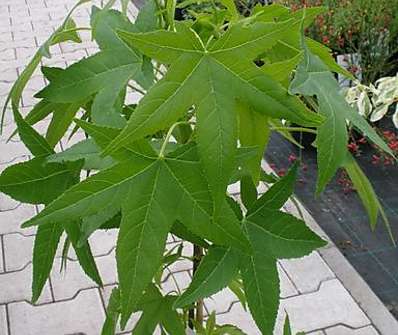 ambroň - Liquidambar styraciflua 'Slender Silhouette'