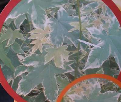 ambroň - Liquidambar styraciflua 'Silver King'