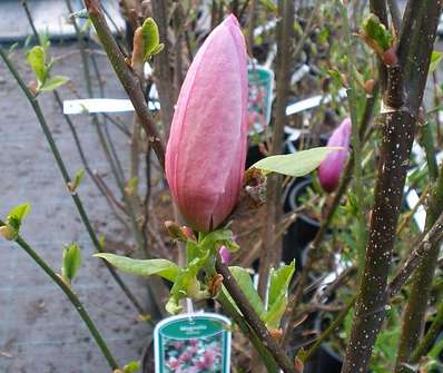 šácholan - Magnolia 'Galaxy'