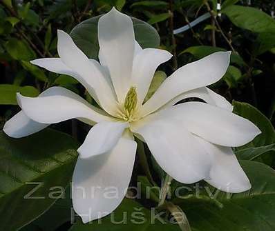šácholan - Magnolia brooklynensis 'Gold Star'