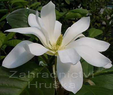 šácholan - Magnolia brooklynensis 'Gold Star'