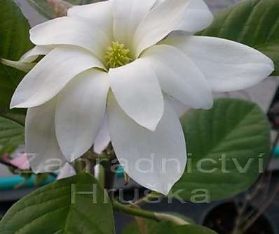 šácholan - Magnolia cordata 'Gold Star'
