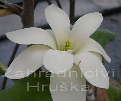 šácholan - Magnolia cordata 'Gold Star'