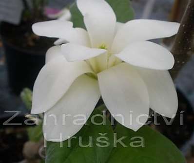 šácholan - Magnolia cordata 'Gold Star'